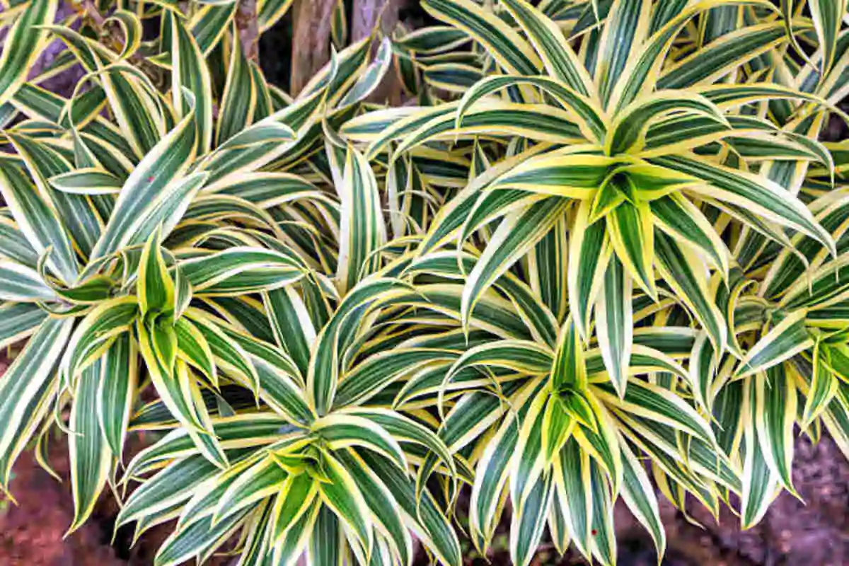 Song of India Plant