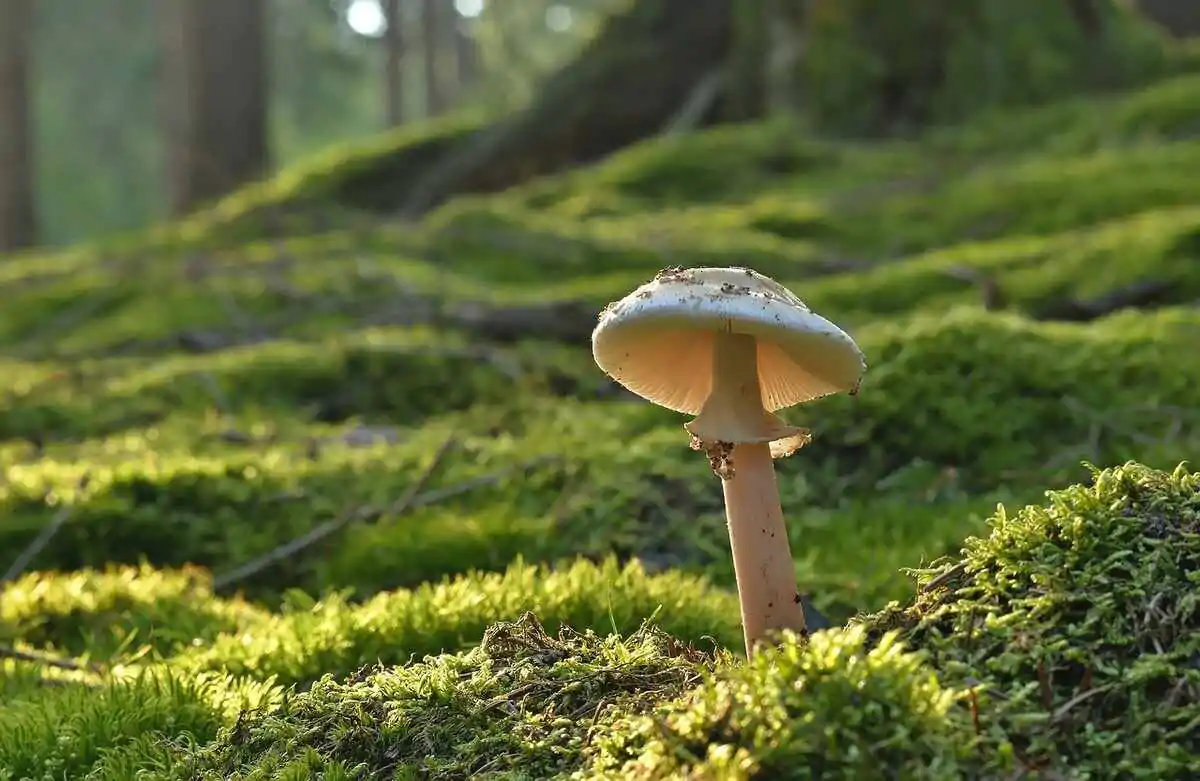 magic mushroom cookies
