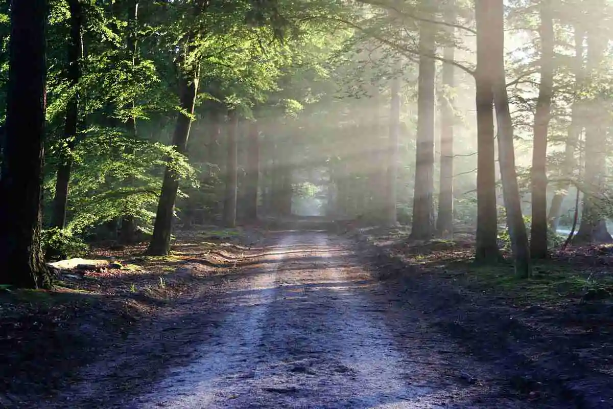 Best Batteries For Trail Cameras