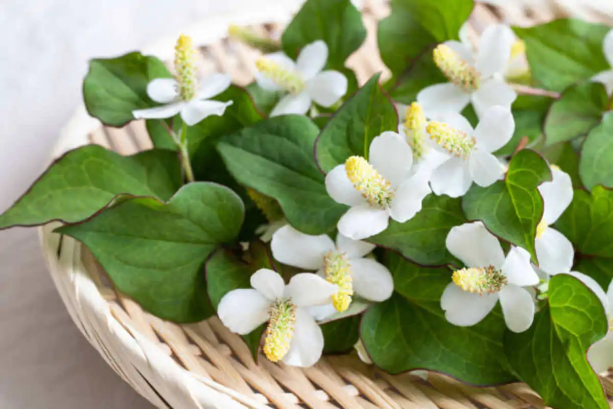 Chameleon Plant: The Ever-Adapting Marvel of Nature