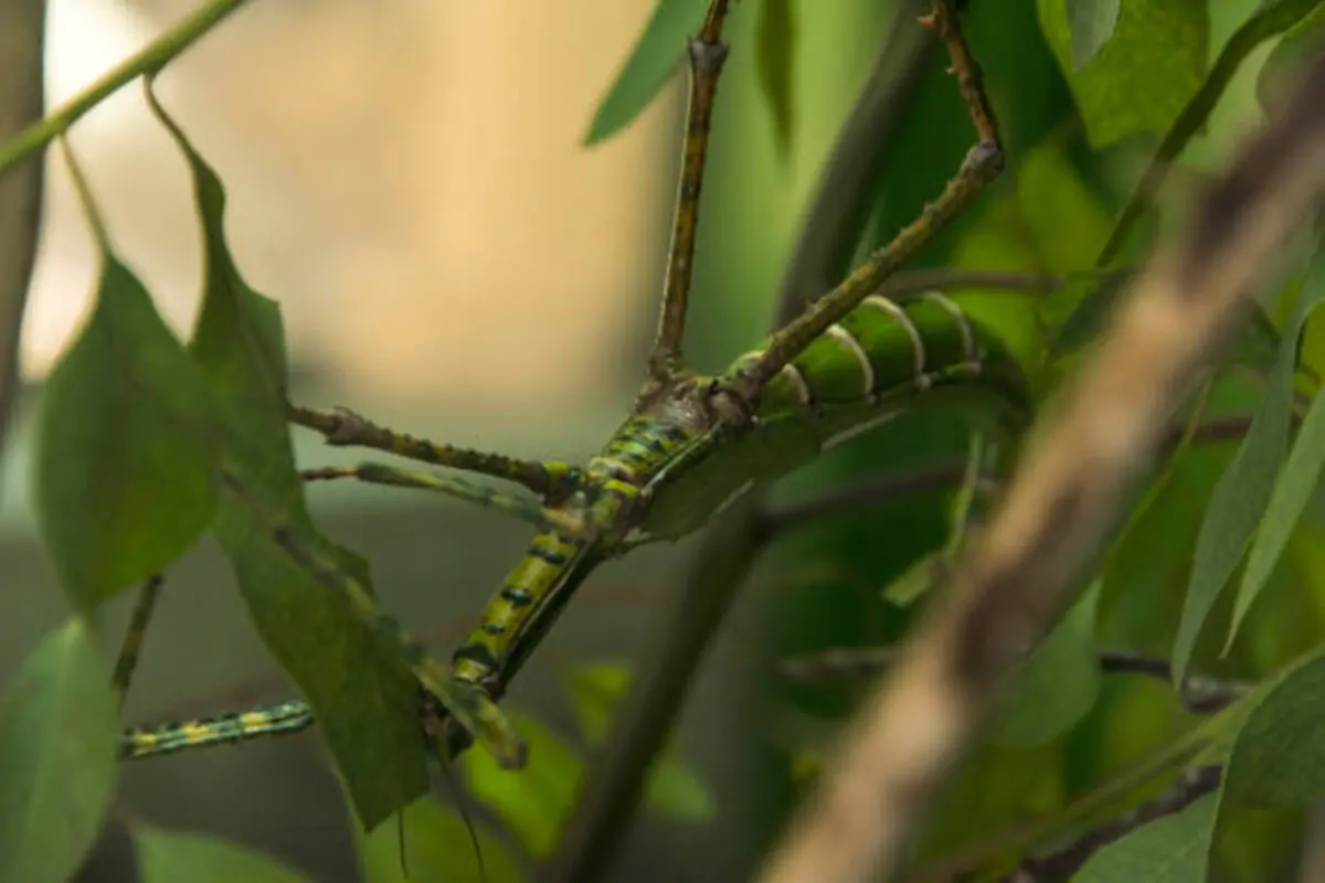 Goliath Stick Bug