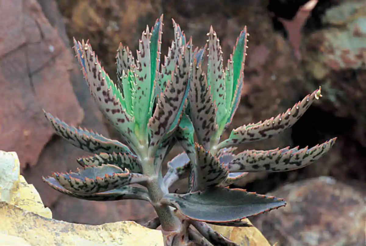Devil’s Backbone Plant: A Resilient Beauty