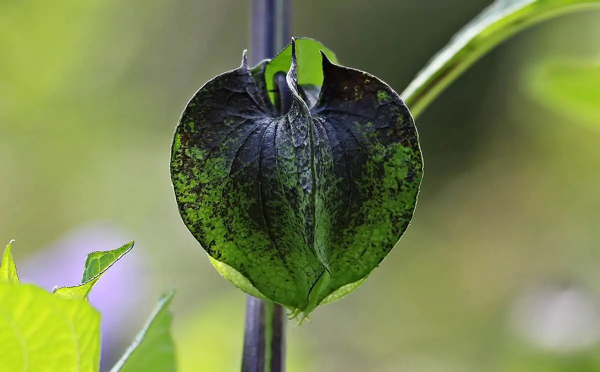 Evergreen Pest Control