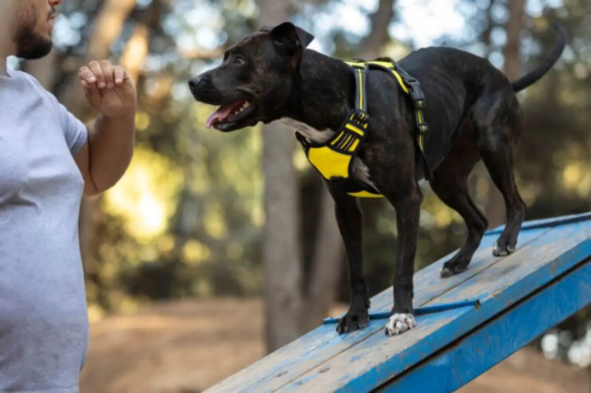 buy a designer dog harness
