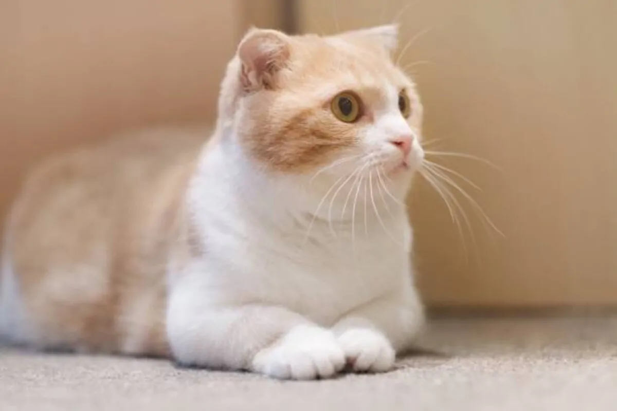 munchkin cats for sale