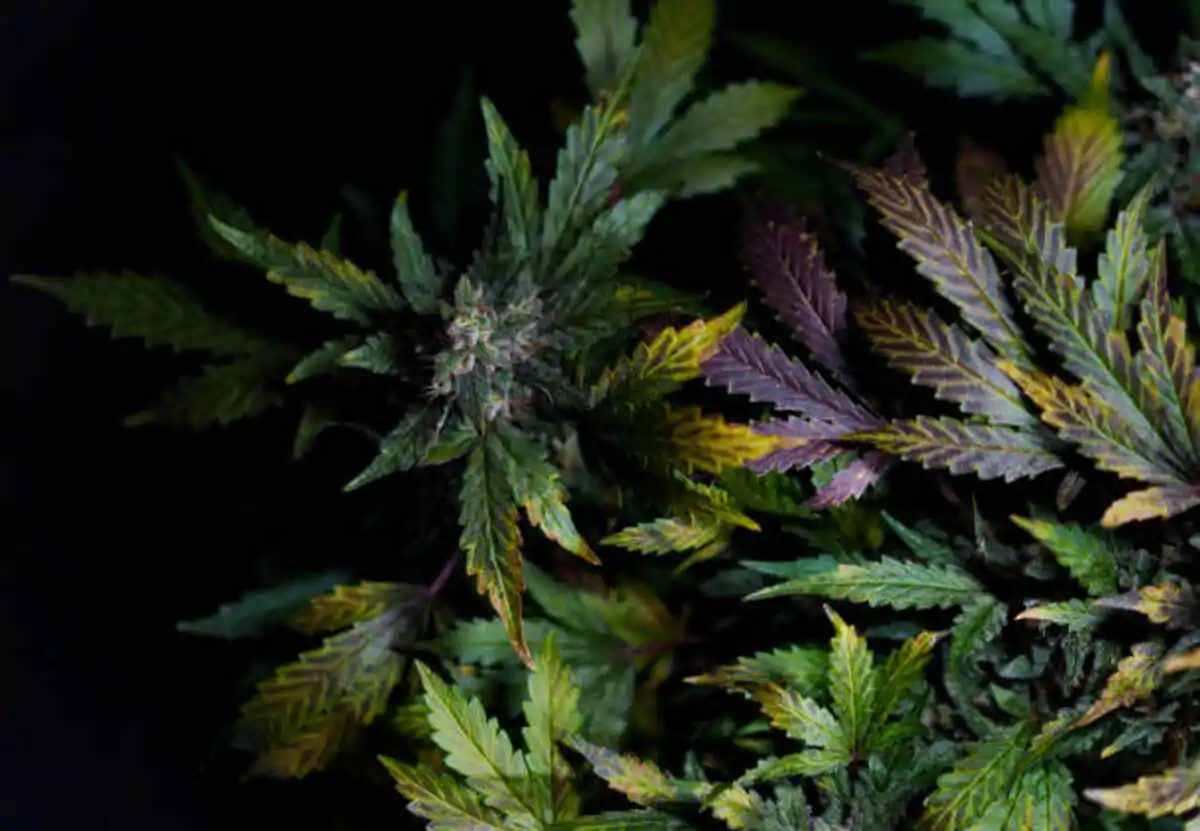 Crafting Excellence: Exploring the Best Cannabis Strains for Hash Production