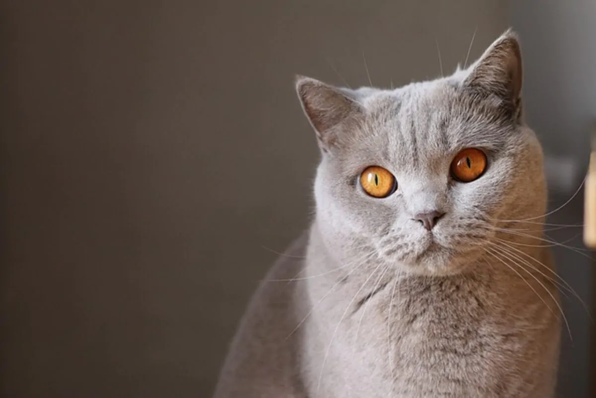 buy munchkin cat