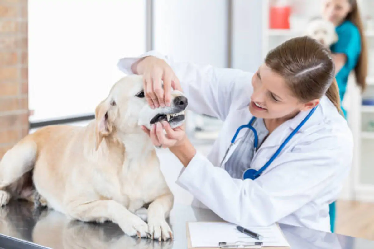 dog tooth extraction cost