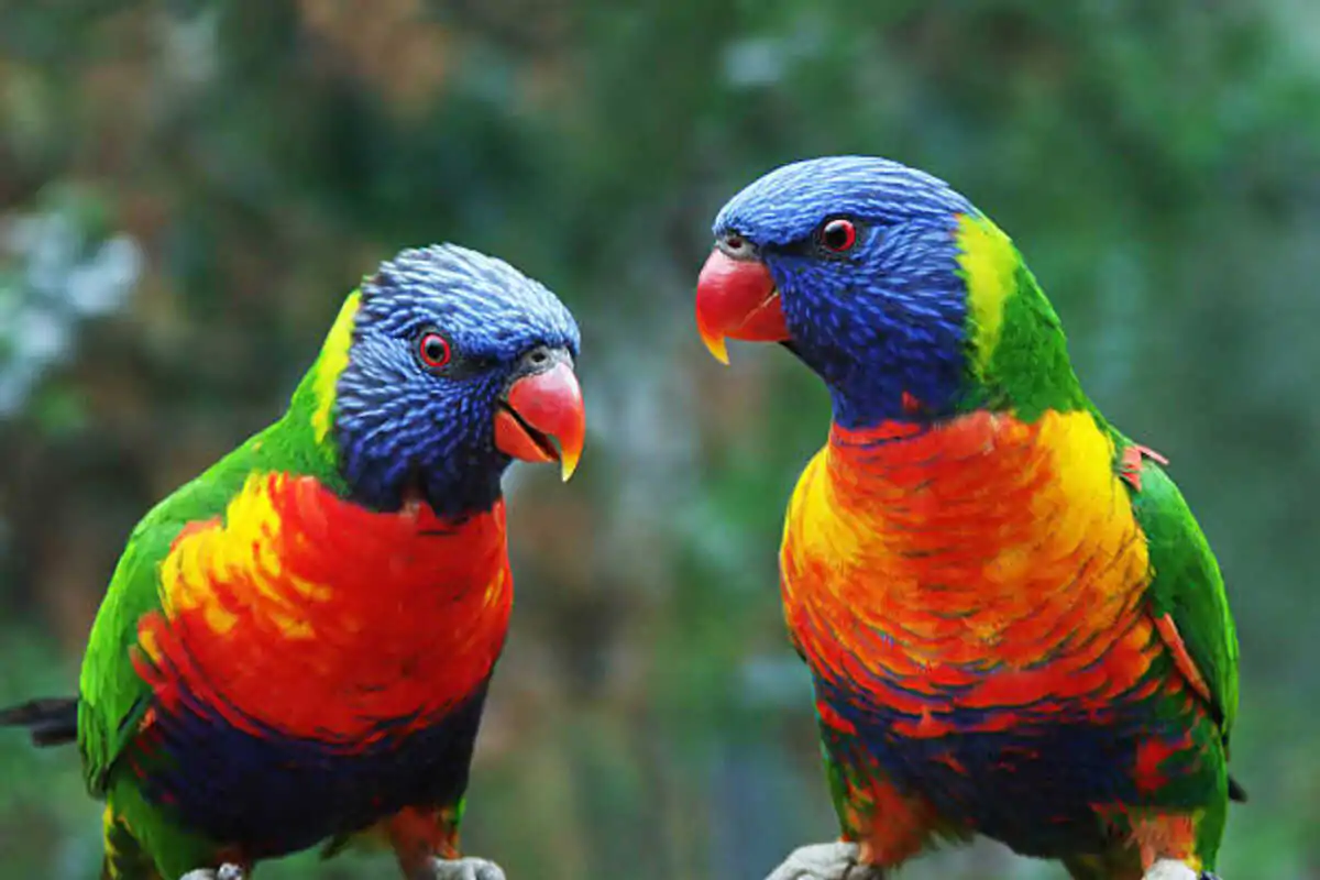 talking parrots for sale
