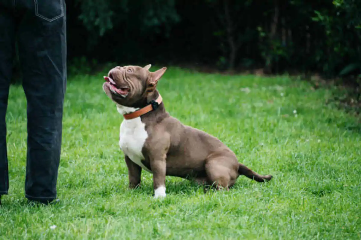 bully dog for sale