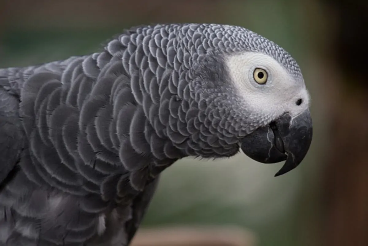 How to Take Care of African Grey Parrots