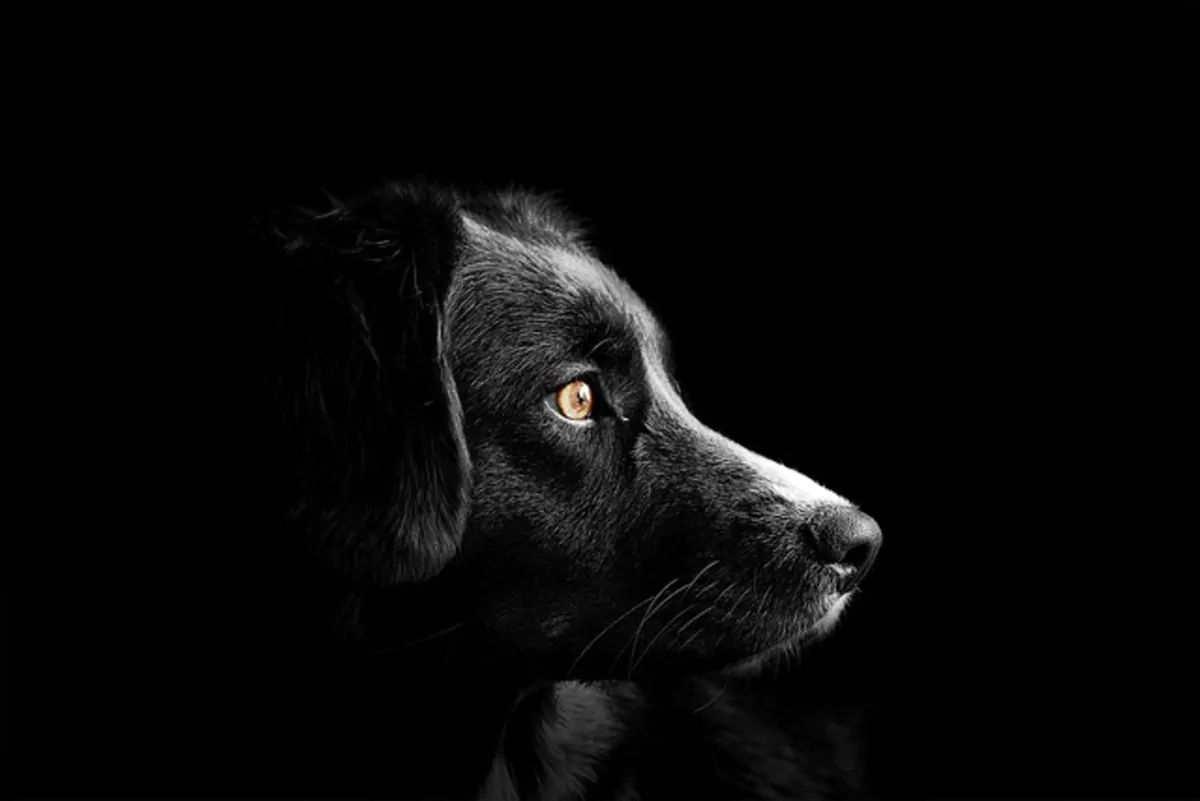 itsaboutdog