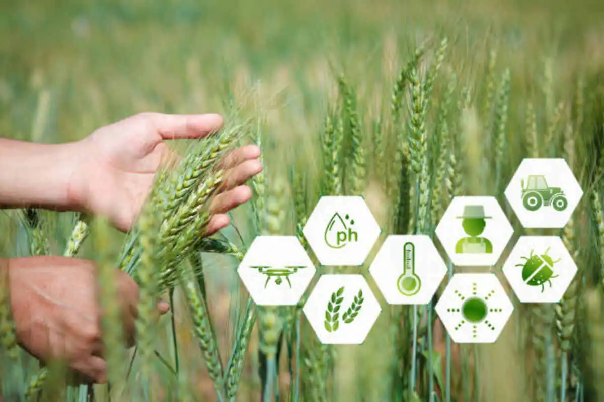 Important things about Biochar in Sustainable Formation