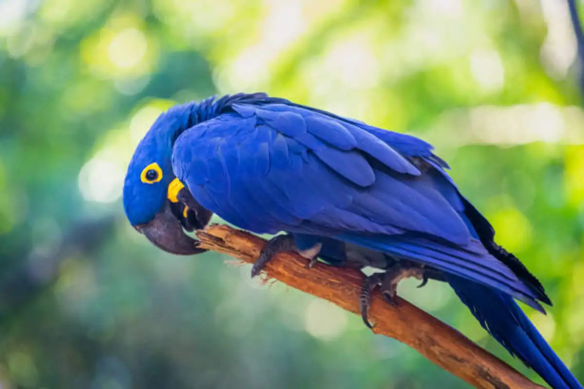 What are People Doing to Save Hyacinth Macaws​